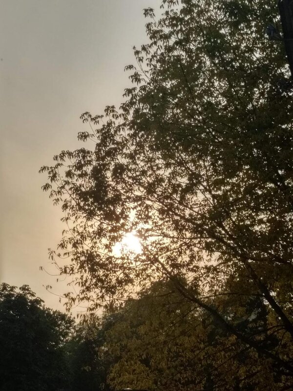 Сквозь ветви - Натали 