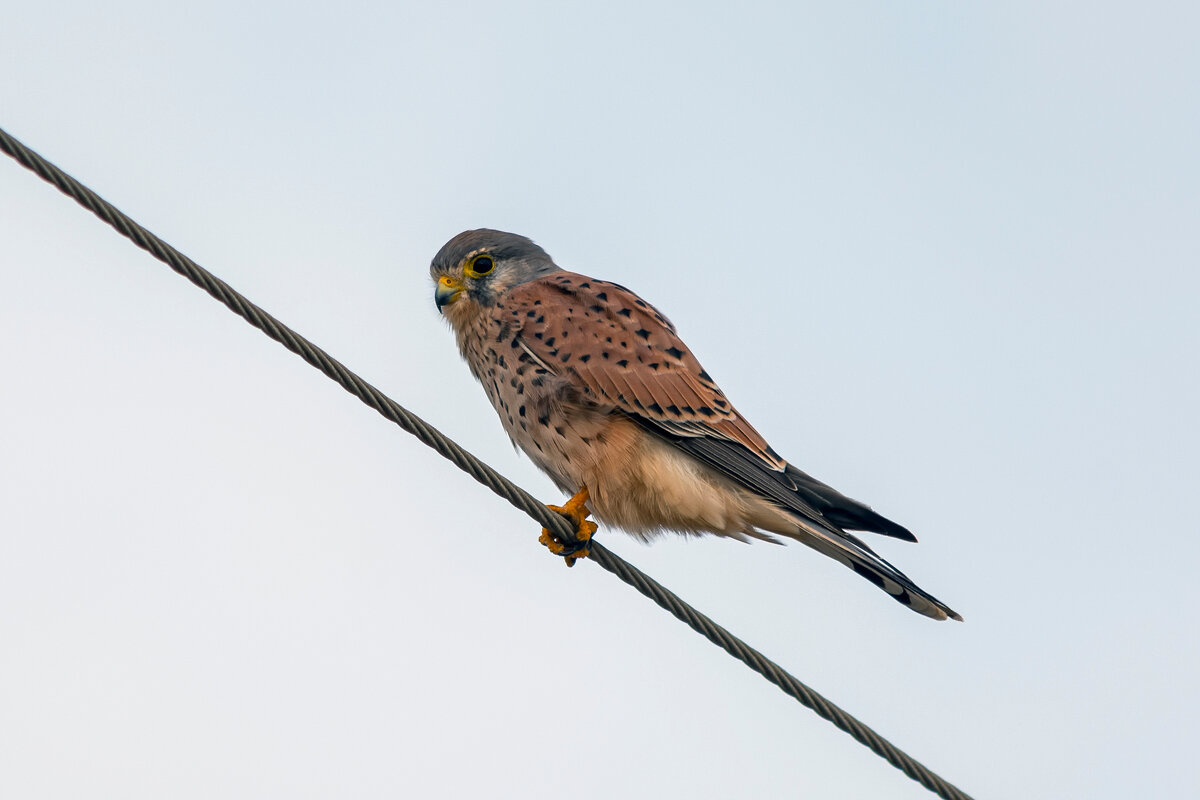 Крымская пустельга - Виталий Емельянов