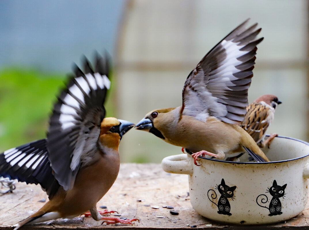Дубонос - краснов юрий Дубонос - краснов юрий