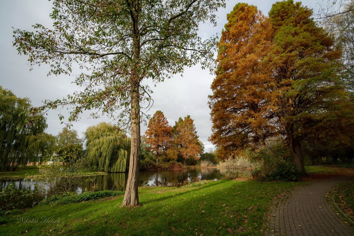 Там болотные кипарисы... - Николай Гирш Там болотные кипарисы... - Николай Гирш