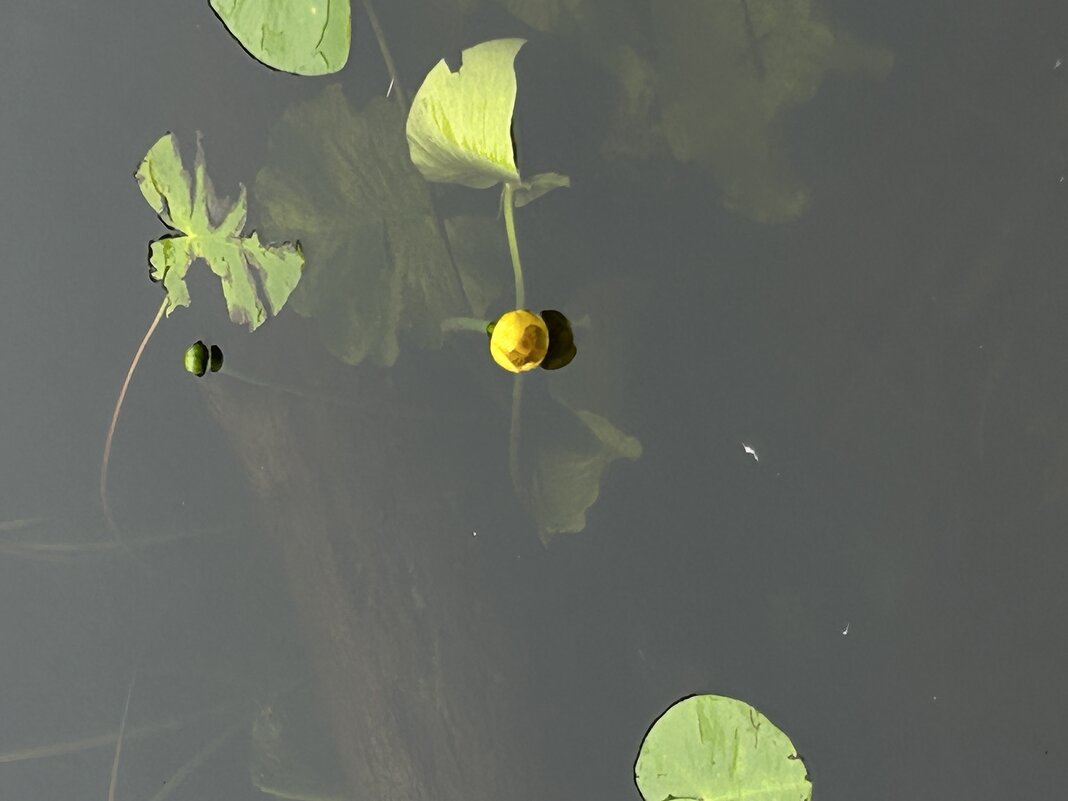 Водная гладь - Марина Панькина