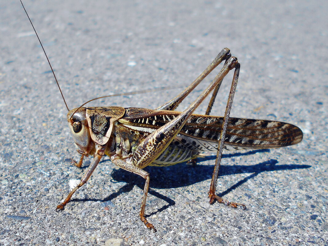 Кузнечик в раздумье... - Константин Штарк
