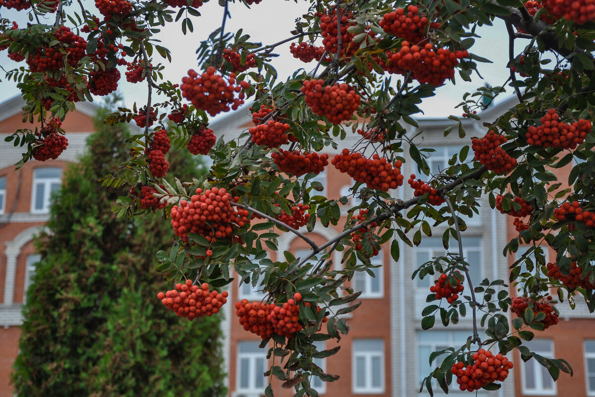 Рябина в октябре (Елец) - Татьяна Машошина