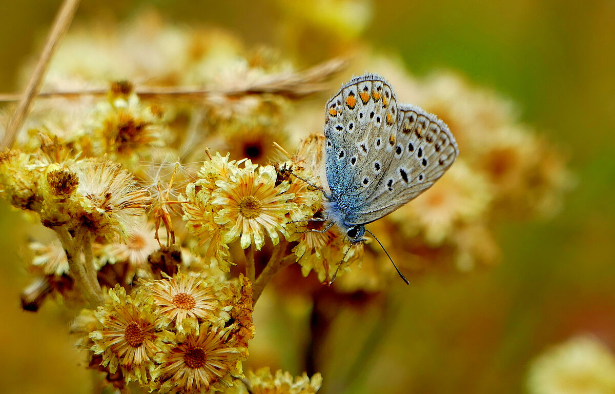 опять про бабочек...103 - Александр Прокудин