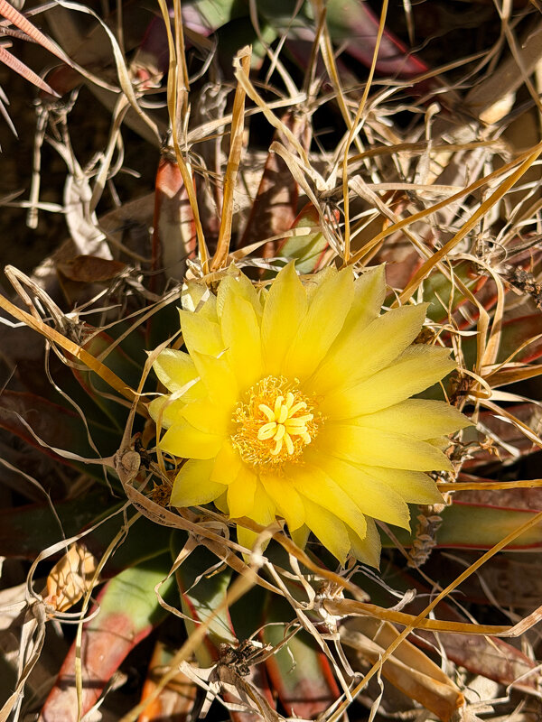 Конец ноября сегодня снял кактус на открытом воздухе цветёт - Александр Деревяшкин