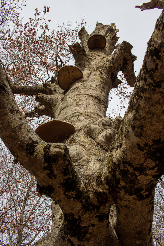 Грибочки... - Дмитрий А