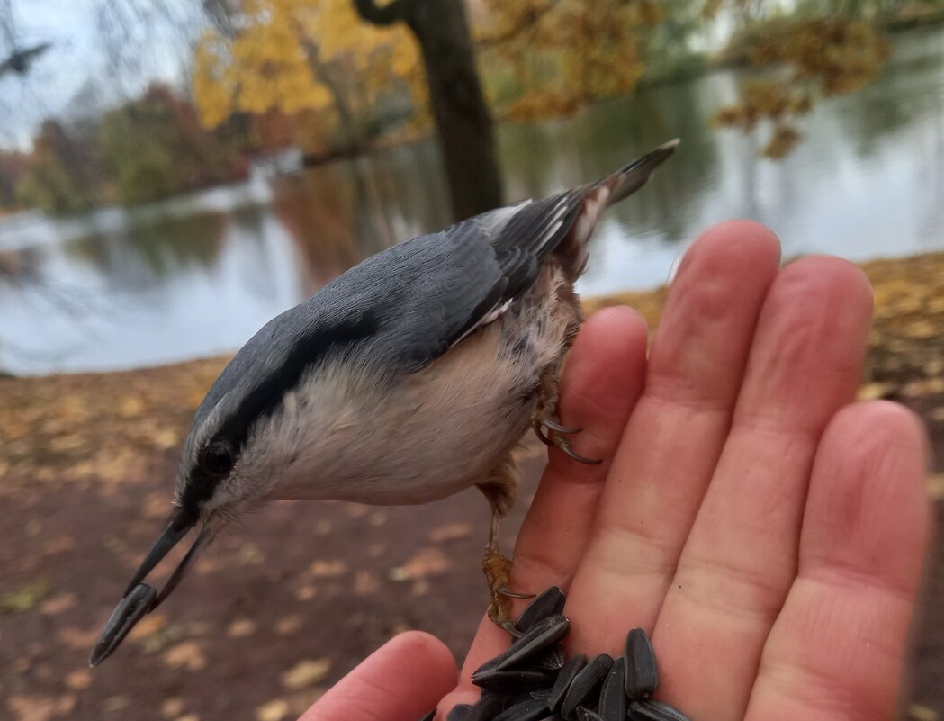 Поползень - Сапсан 