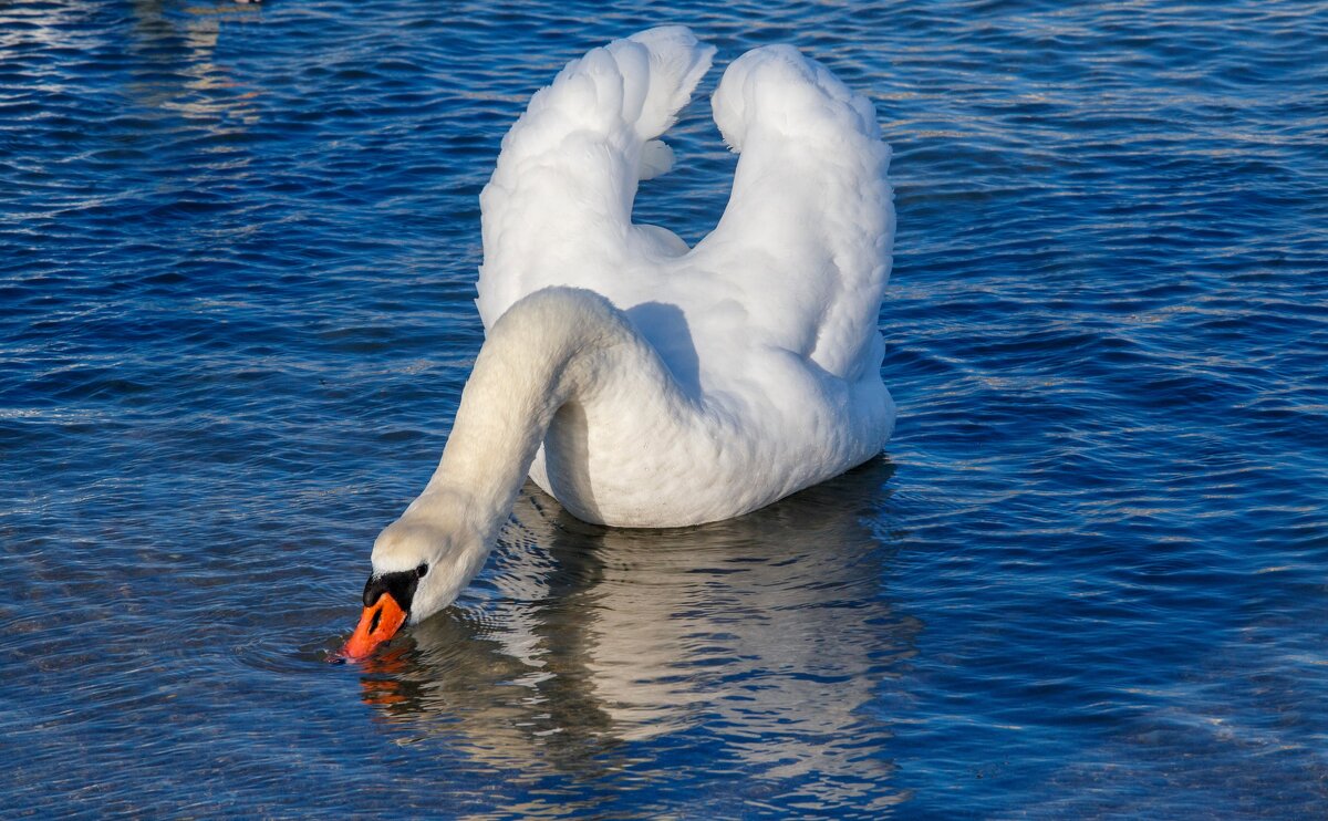 Грация - Светлана Тихонина