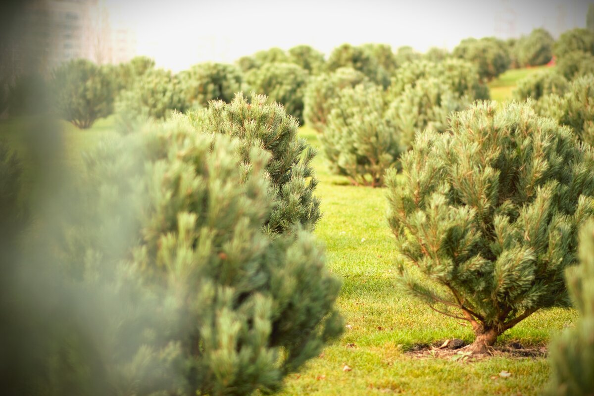 Сосенки. - Юрий Полторыхин.