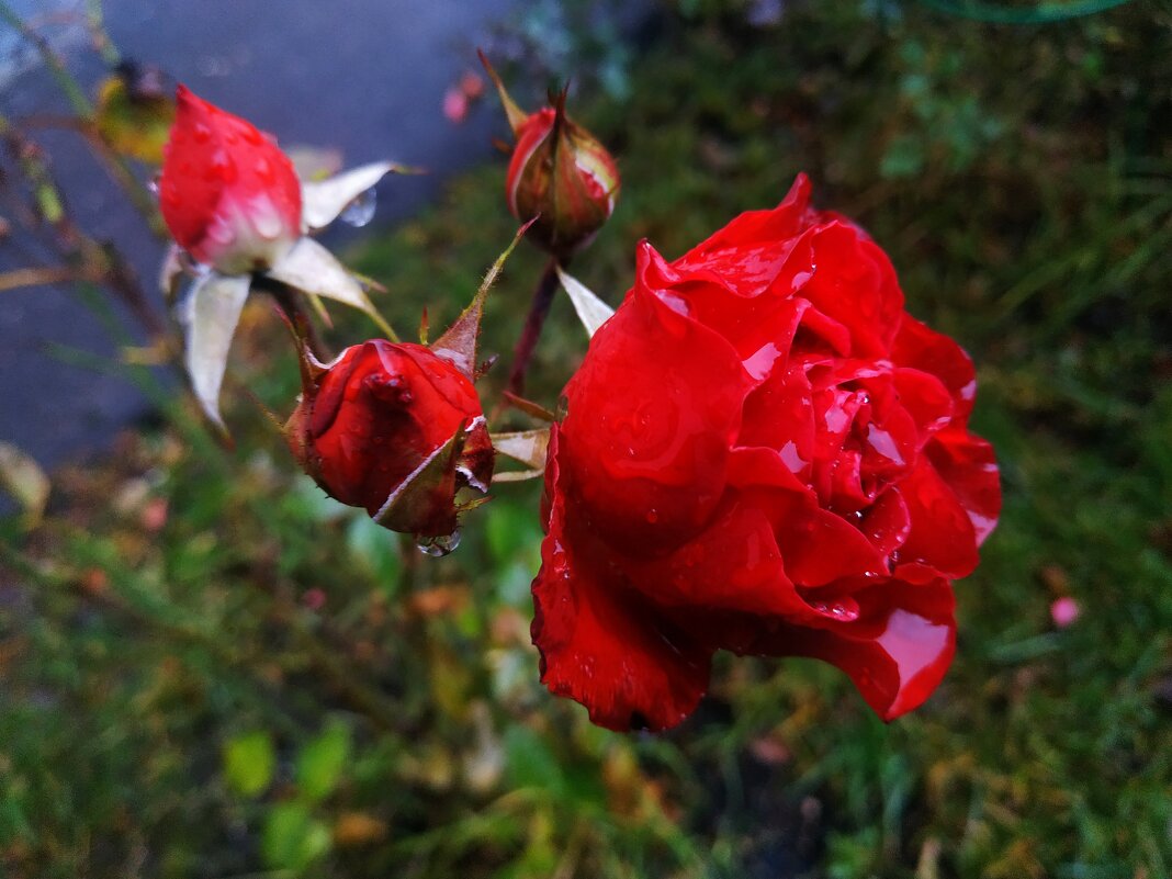 Оказывается, розы - самые стойкие цветы. Других цветов уже не видел - Андрей Лукьянов