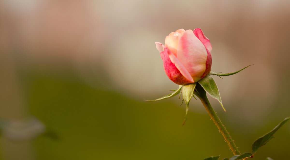 Бутон прекрасной розы. - Юрий Полторыхин.