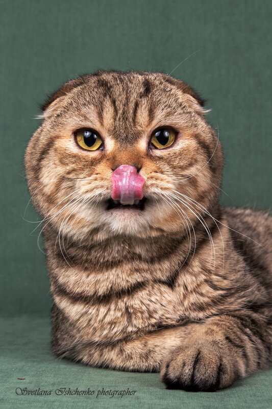 Шотландская вислоухая кошка (Scottish Fold) - совеныш - Светлана Ищенко