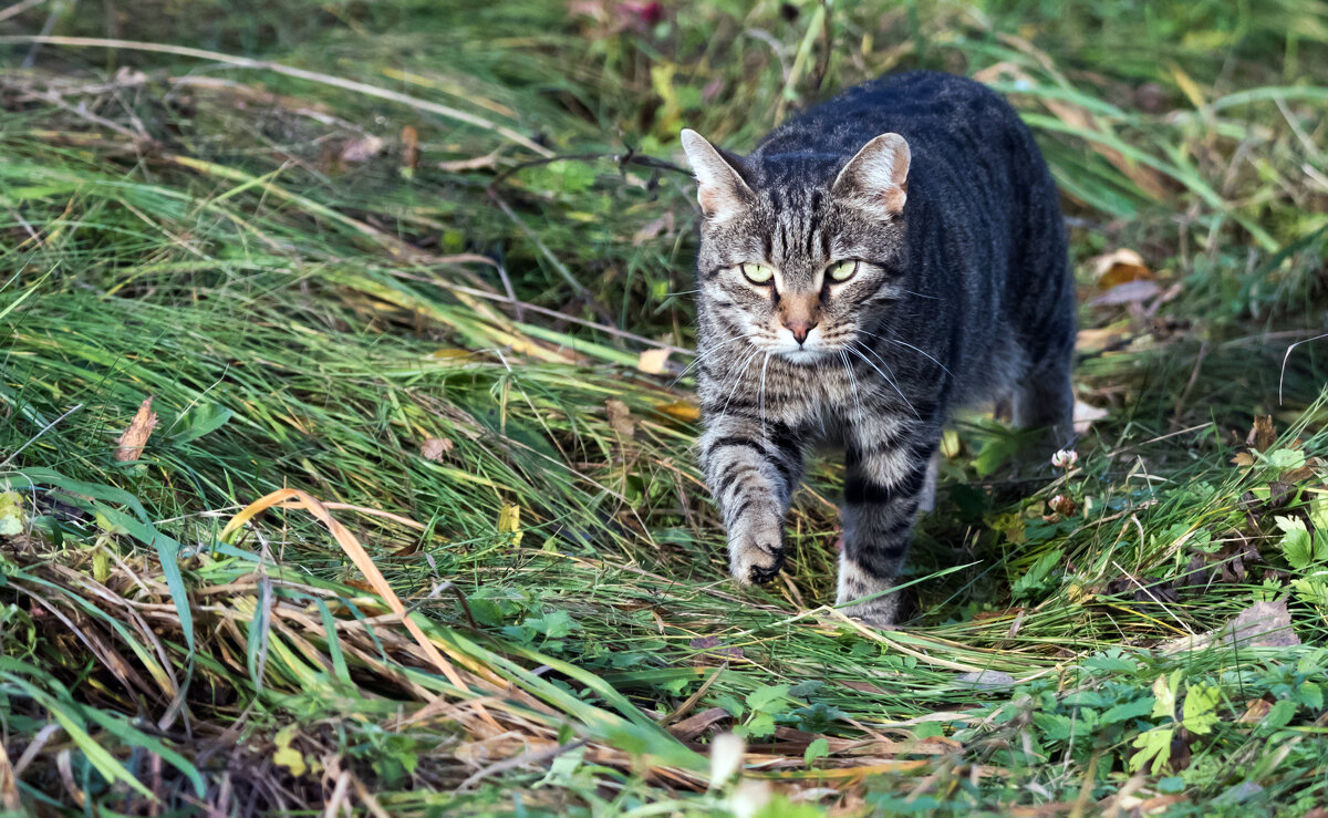*** - Владимир Безбородов