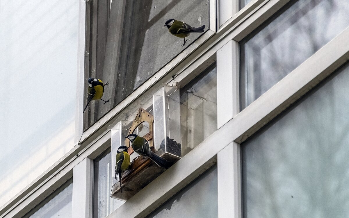 Синички прилетели - Валерий Иванович