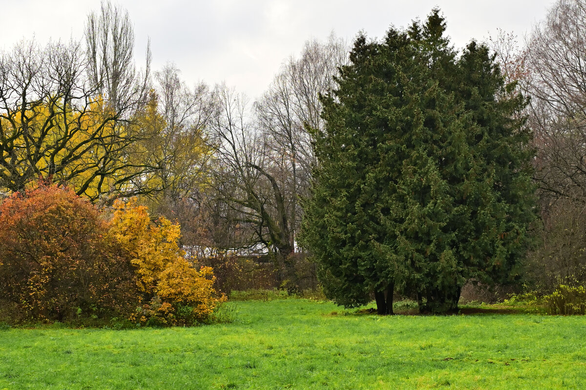 Дерево - Валерий Пославский