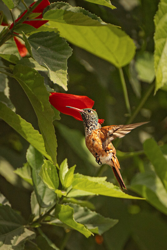 Колибри - Svetlana Galvez