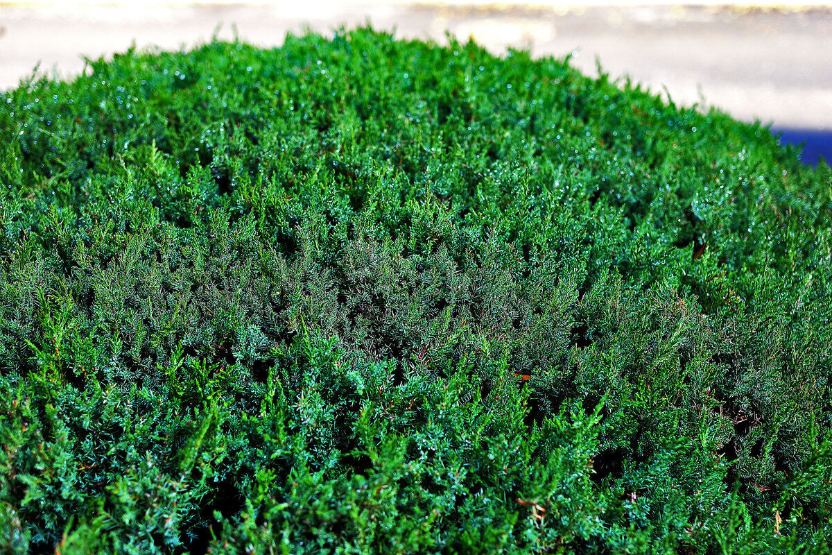 Капельки росы - Юрий Гайворонскiий Капельки росы - Юрий Гайворонскiий