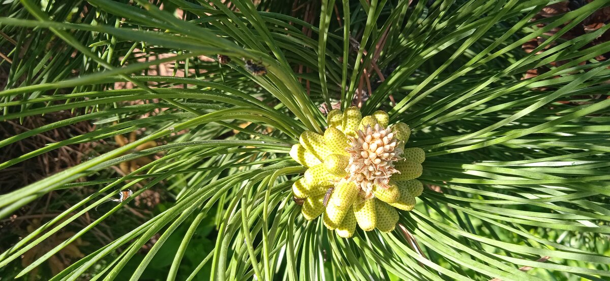майские шишки - Елена Шаламова