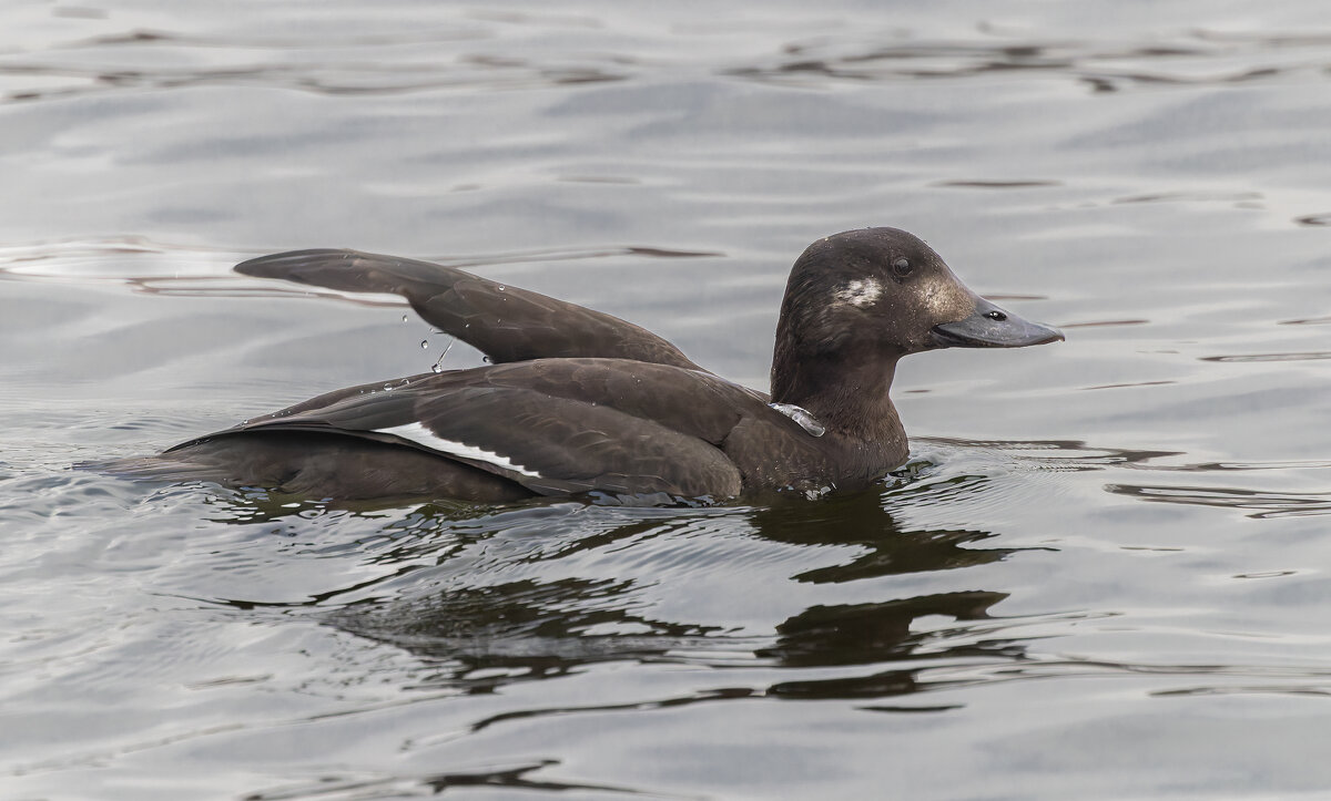 турпан. - юрий макаров