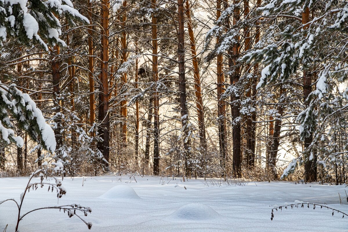 зимний лес сосновый - Виктор Ковчин