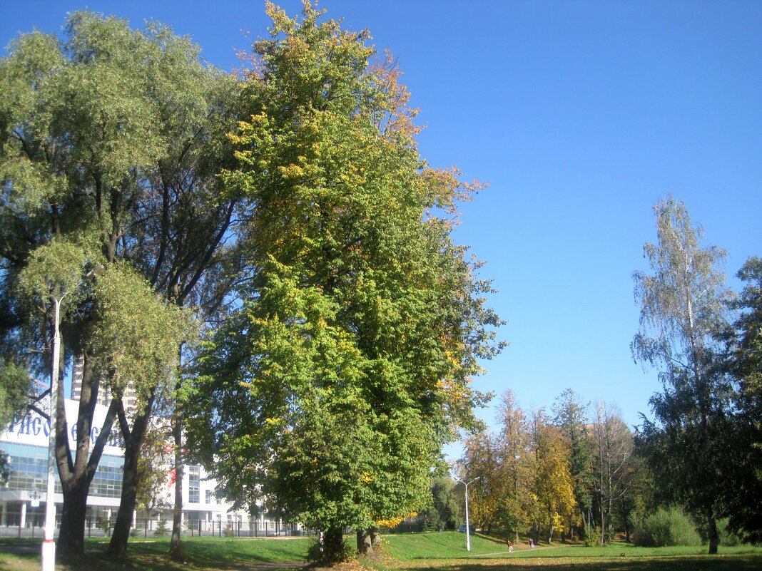 Мой зеленый город - Елена Семигина