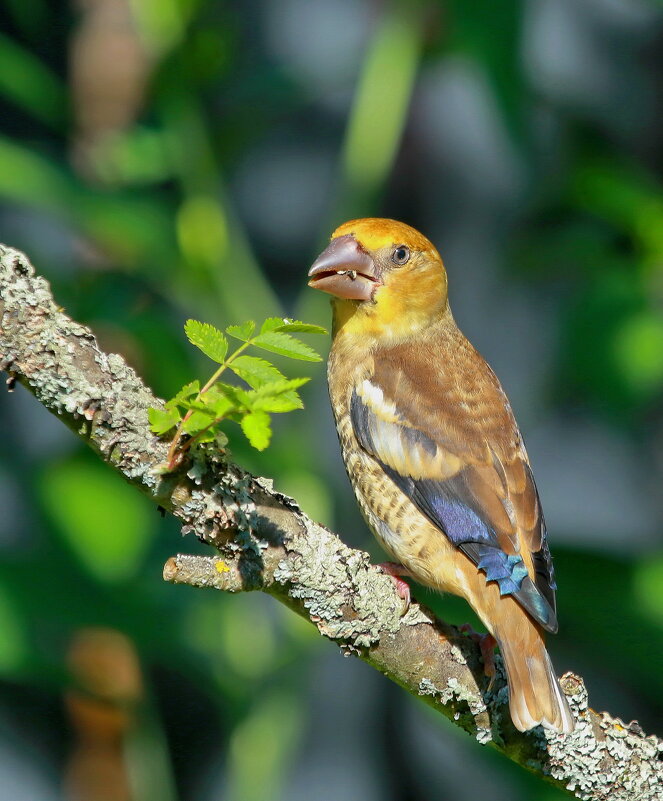 в лесу... - Andrey Bragin 