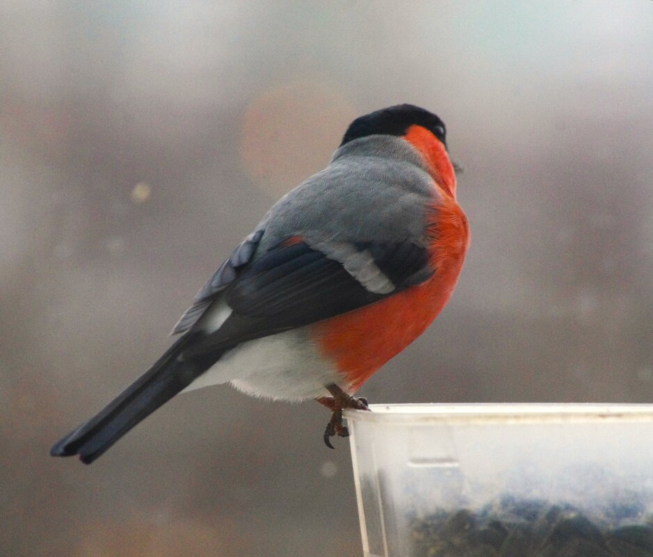 Снегирь прилетел ! - Юрий Куликов