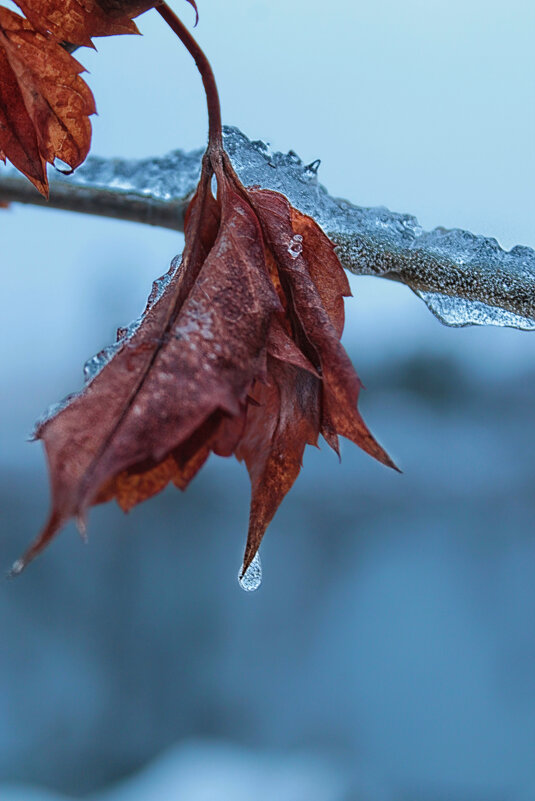 ❄️ - Наталья 