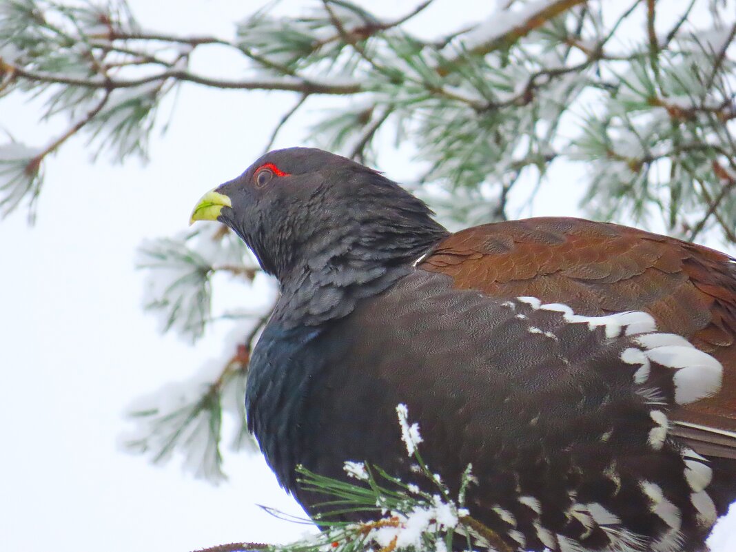 Новый гость из леса.ГЛУХАРЬ. 26.11.2025 г. - Ольга Митрофанова