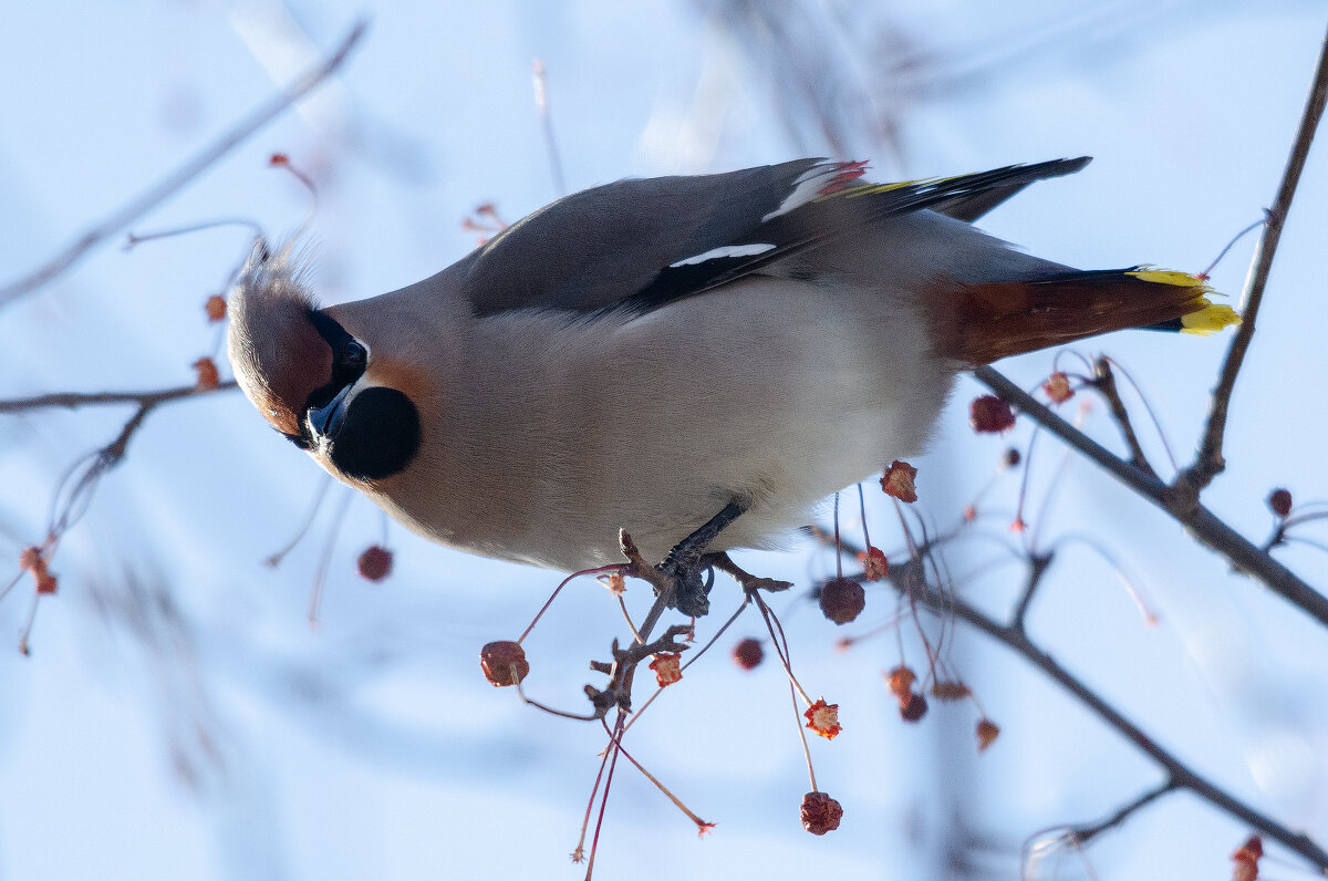 Свиристель - Виктор Иванович Чернюк