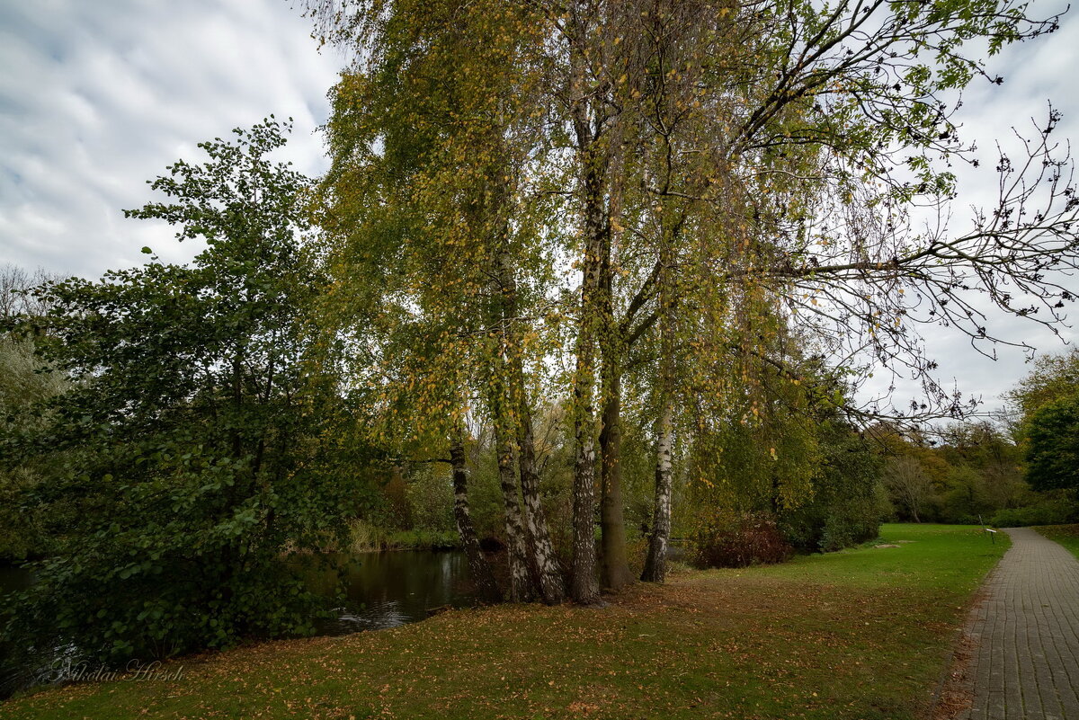 У пруда берёзы... - Николай Гирш