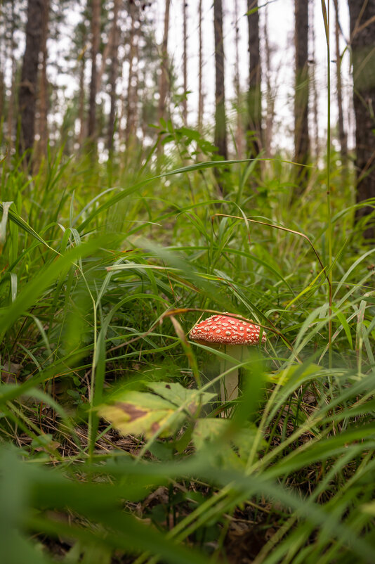 В лесу - Сергей Яковлев