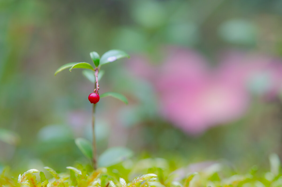 Брусничка - Арсений 