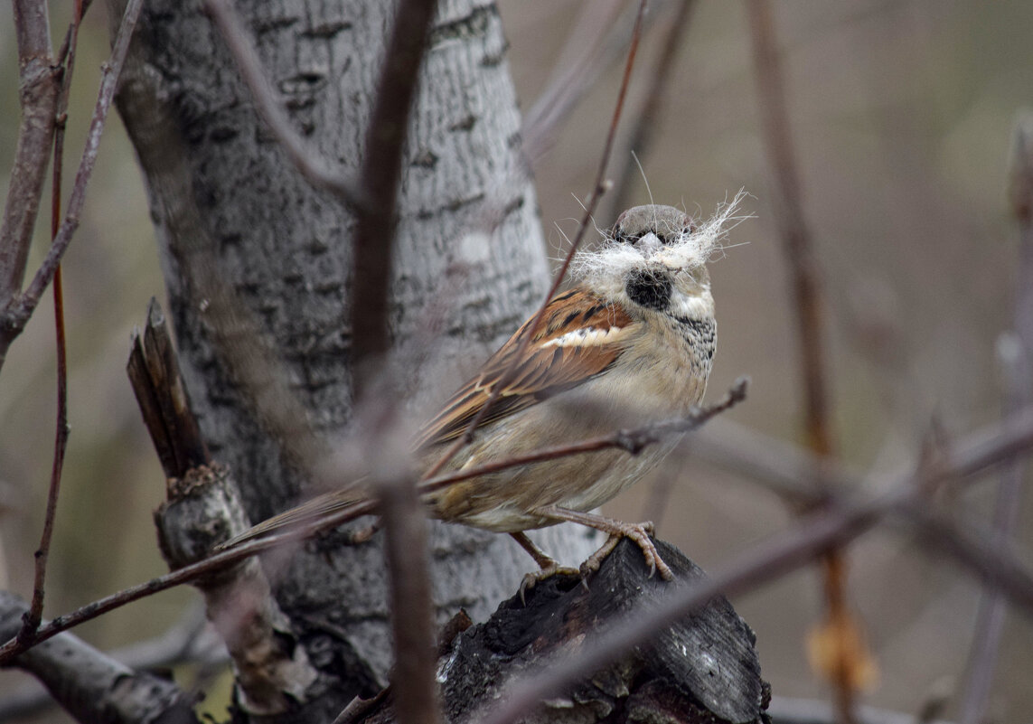 Мы и сами с усами - Оксана Льдинина 