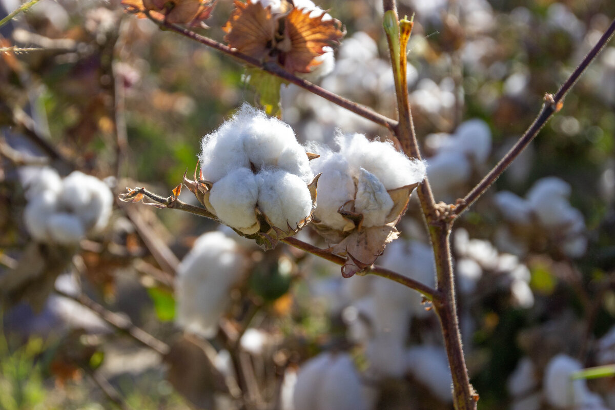 Белое золото - Максим 