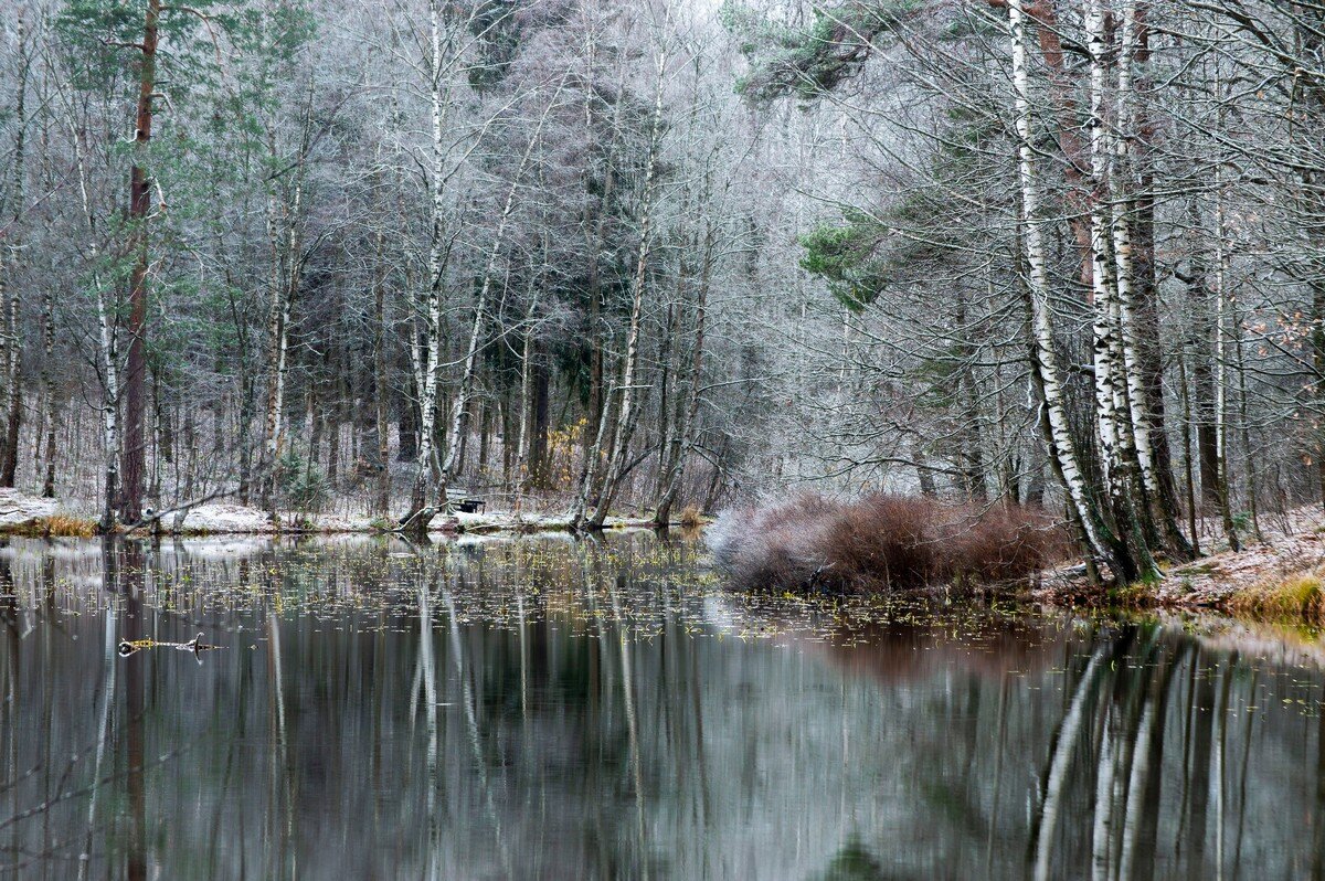 Предзимье............... - Юрий Цыплятников