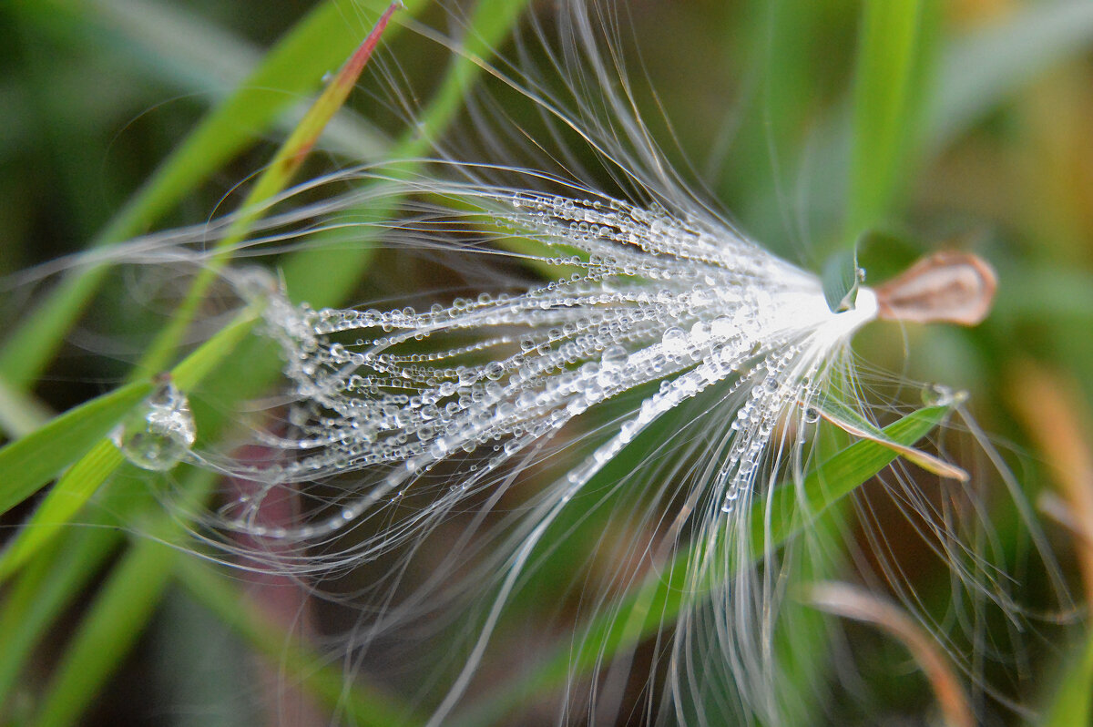 Роса... - Надежда Куркина 