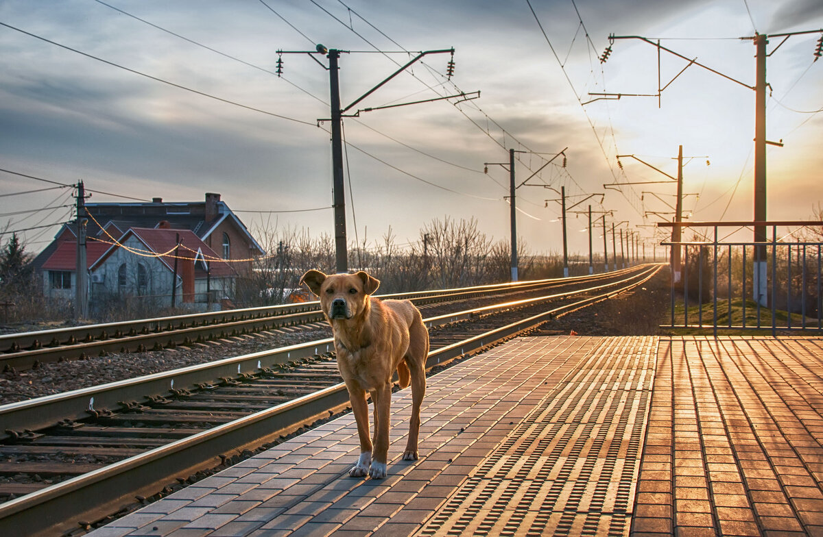 Ведь может быть тело дворняги, А сердце — чистейшей породы! (Э. Асадов) - Ирина 