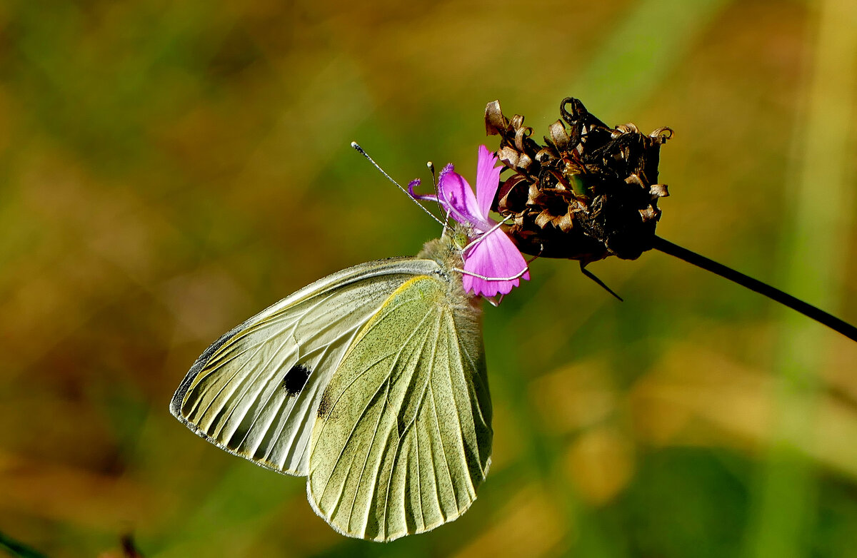 опять про бабочек...106 - Александр Прокудин опять про бабочек...106 - Александр Прокудин