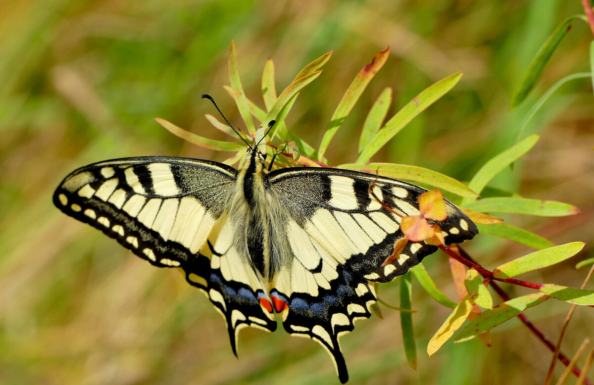 опять про бабочек...110 - Александр Прокудин