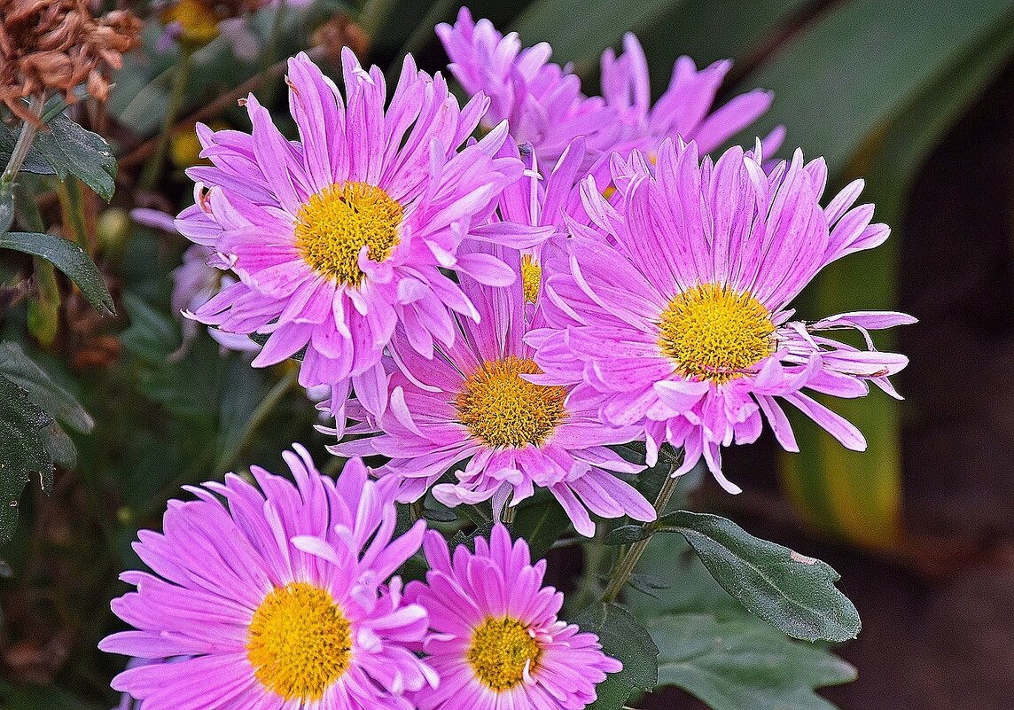 Цветы осени! - Валентина  Нефёдова 