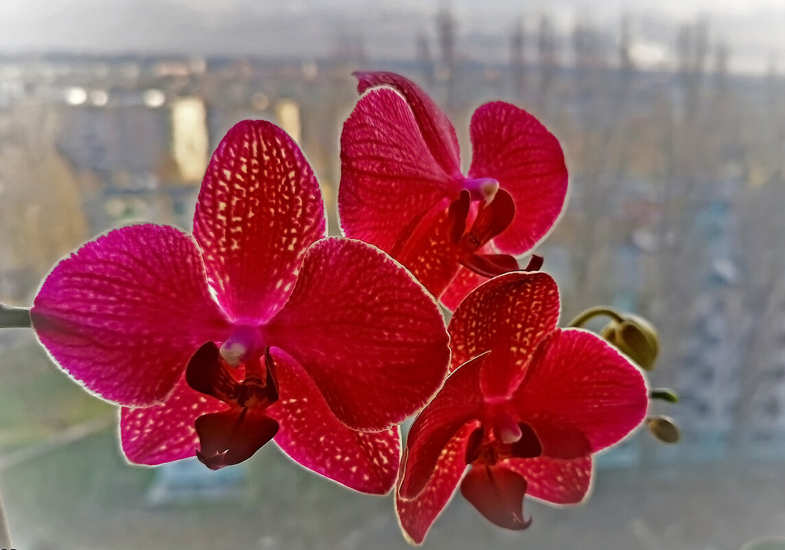 Радует орхидея! - Валентина  Нефёдова 