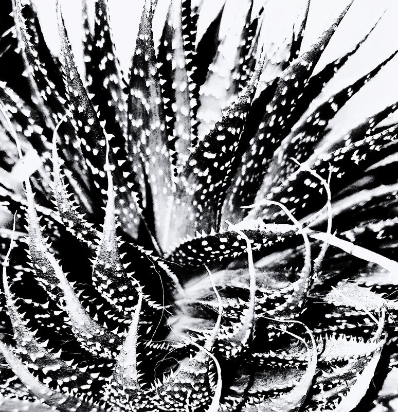 * - Василий Палий