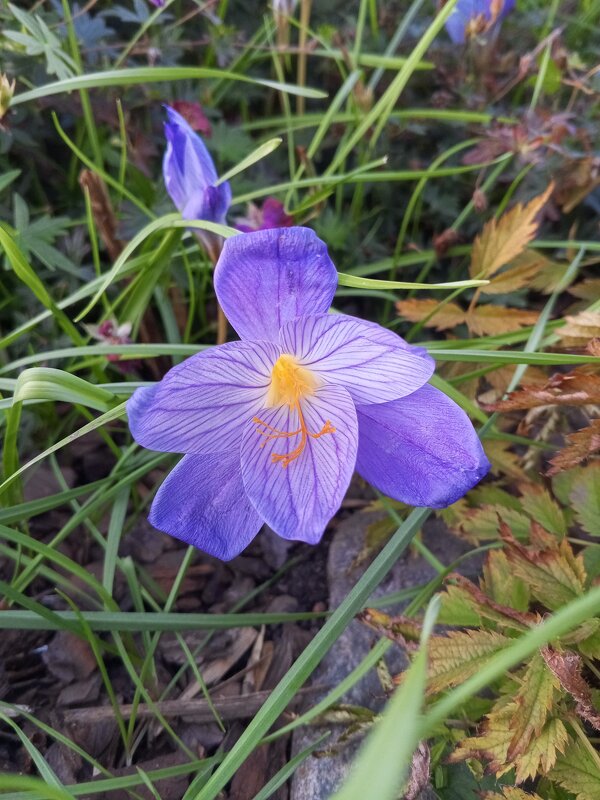 Крокус - Сапсан 