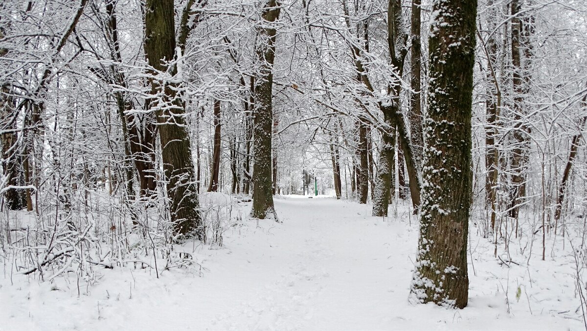 Городской парк во власти снега. - Милешкин Владимир Алексеевич Городской парк во власти снега. - Милешкин Владимир Алексеевич
