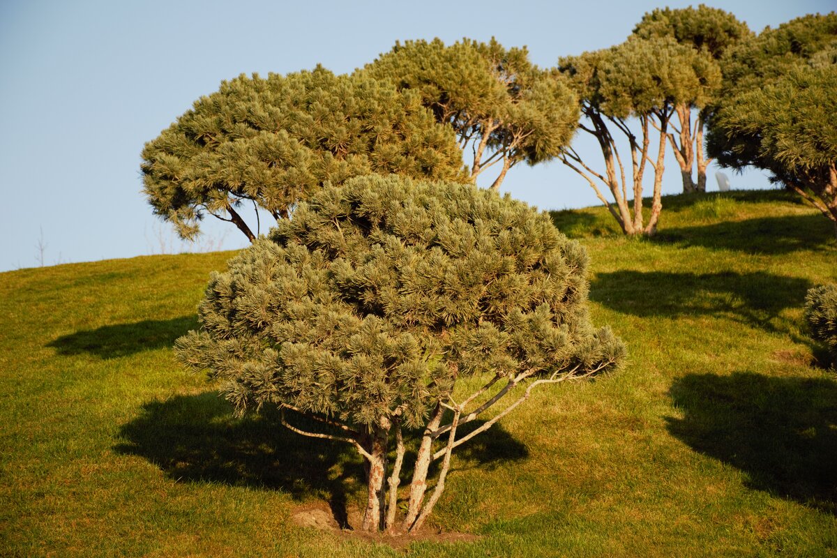 Этюд - Юрий Полторыхин.