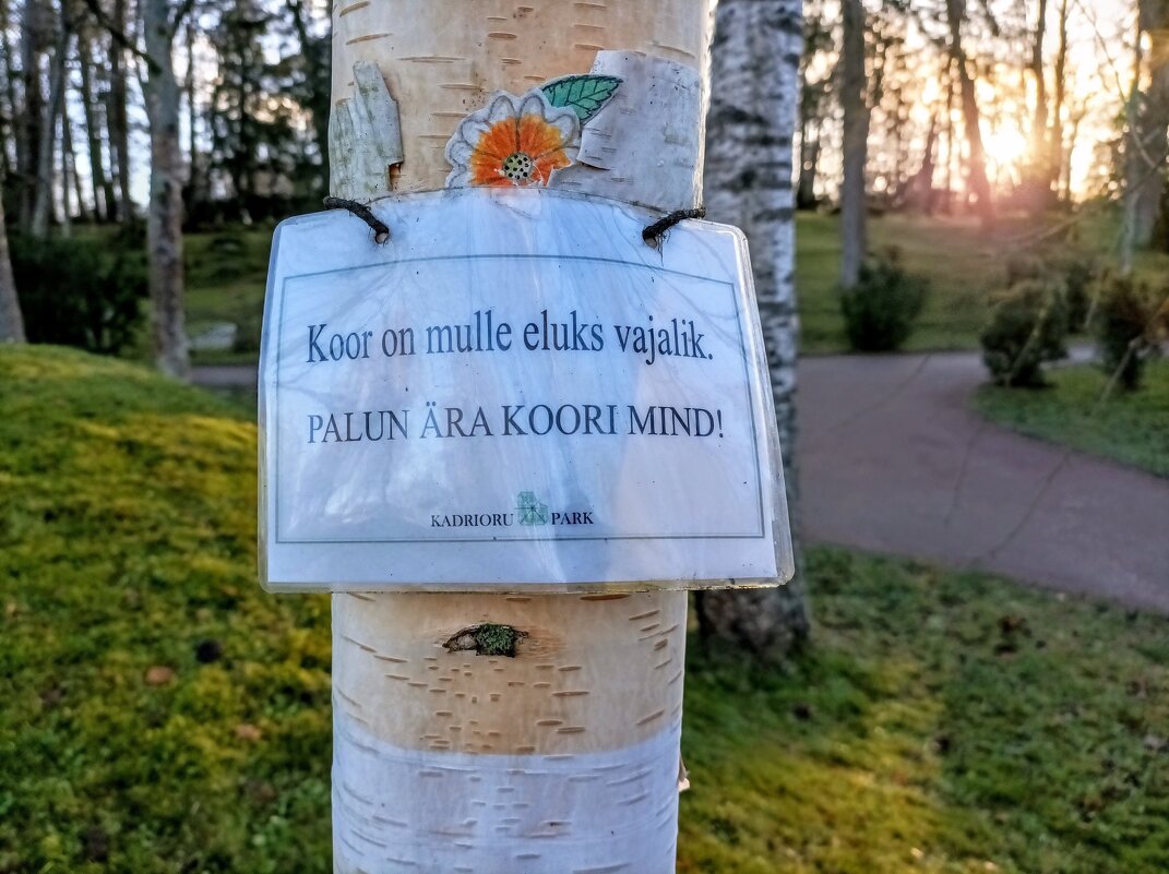 Ствол березы бумажной - Veera V