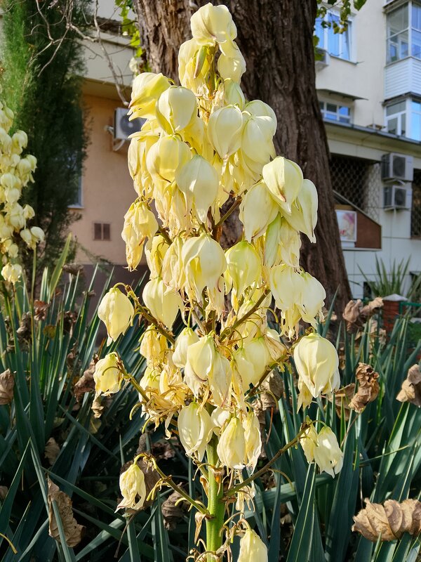 ЮККА. Ноябрь в Сочи - Tata Wolf ЮККА. Ноябрь в Сочи - Tata Wolf