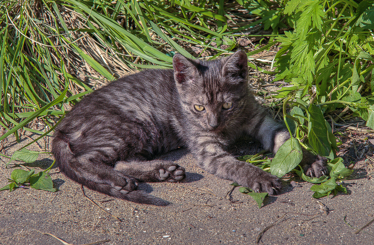 Европейская кошка - Aleksey Afonin