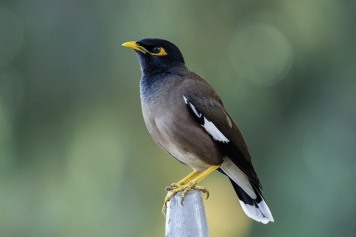 Майна. - Alexander Amromin